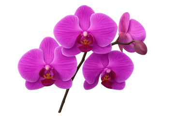 Obraz premium Vibrant purple orchid flowers blooming on a transparent background, perfect for nature-themed projects