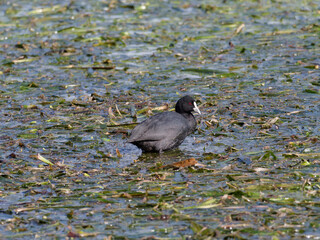 Eurasian Coot also known as Australian Coot (Fulica atra) wading in green vegetation