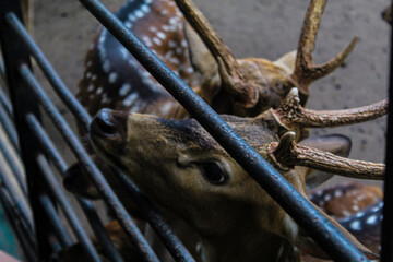 A child feeds a spotted deer behind a fence at a zoo or animal park.