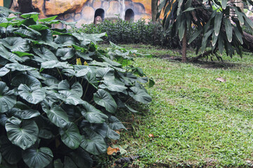 Green leafy plants grow beside a grassy area in a tropical garden.