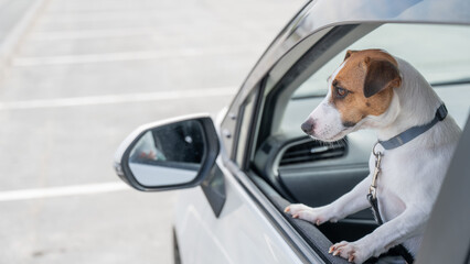 Jack Russell Terrier dog looking out of car window. 