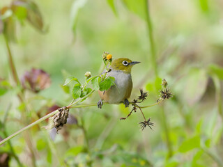 Silver eye or wax-eye (Zosterops lateralis) perched on a green weed stalk.