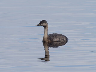 Hoary-headed Grebe (Poliocephalus poliocephalus) swimming on calm clear water with reflection.