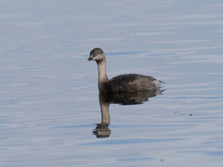 Hoary-headed Grebe (Poliocephalus poliocephalus) swimming on calm clear water with reflection.