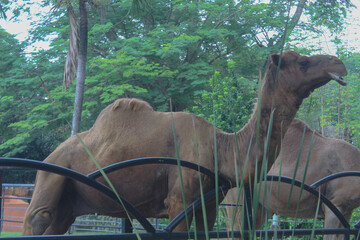 A camel standing behind a fence with green trees in the background.