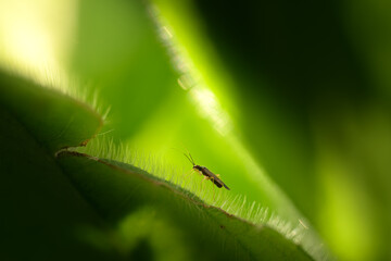 Tiny Insect Crawling on Hairy Green Leaf – Macro Photography with Dramatic Light and Shadow
