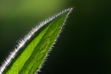 Green Leaf Tip Covered in Fine Hairs with Sharp Macro Detail and Dark Natural Background