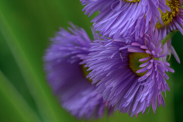 Close-Up of Purple Fleabane Flowers with Delicate Petals and Soft Green Background