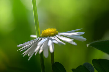 White Daisy Flower Side View with Yellow Center and Vibrant Green Nature Background