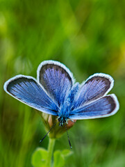 Vibrant Blue Butterfly with Open Wings Resting on Plant in Green Meadow Macro