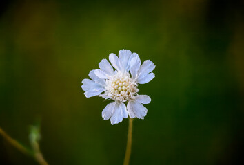 Single White Scabiosa Flower in Bloom with Green Bokeh Background in Nature Macro