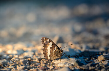 Brown and White Butterfly Resting on Rocky Ground in Warm Evening Light Macro