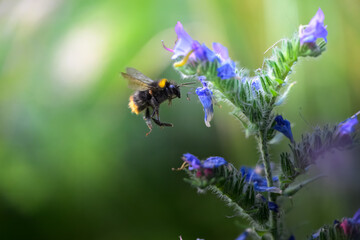 Bumblebee Hovering Near Purple Wildflower in Vibrant Macro with Green Bokeh Background