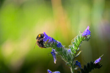 Bumblebee Hovering Near Purple Wildflower in Vibrant Macro with Green Bokeh Background