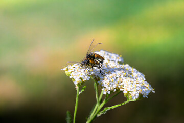 Orange Longhorn Beetle on White Wildflower in Bright Macro with Soft Green Background
