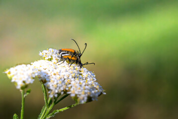 Orange Longhorn Beetle on White Wildflower in Bright Macro with Soft Green Background