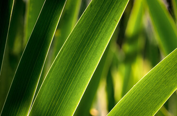 Sunlit Green Grass Blades in Close-Up Macro with Vivid Lines and Natural Texture