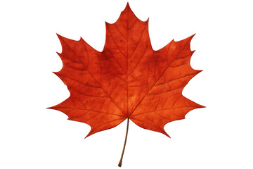 Obraz premium Vibrant red maple leaf isolated on a transparent background, showcasing the beauty of autumn and enhancing seasonal designs