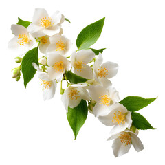 Obraz premium Jasmine blossoms delicate white flowers on black background