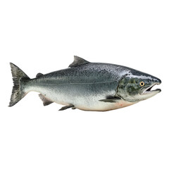 Chinook Salmon Fish Aquatic Wildlife Ocean Animal
