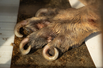 Close-up photo of adult dog's overgrown nails have curled due to lack of trimming. International...