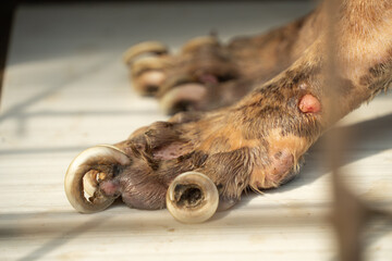 Close-up photo of adult dog's overgrown nails have curled due to lack of trimming. International Dog Day Concept.