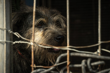 Close up photo of The sharp gaze of a dog's eyes confined and chained within an iron cage, peering...