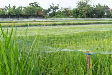 Schilderijen op glas A paddy field covered with nylon nets to protect the ripening grains from bird pests. A rice terrace shielded with nylon netting to prevent birds from eating the rice grains. © Rizky