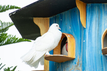 The white pigeons perch and roost in the pigeon coop, resting while grooming themselves. Concept...