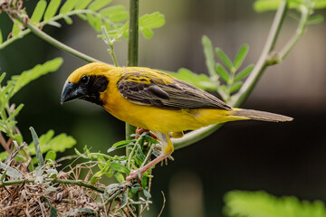 A male golden-winged weaver bird is building a nest.