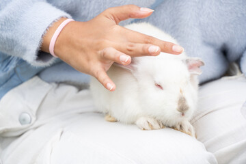 Close up photo of a girl hand is petting the head of a small white rabbit.. Concept for World...
