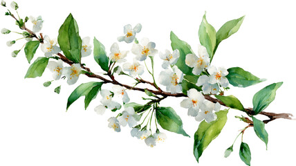 Obraz premium Watercolor Cherry Blossom Branch