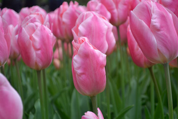 A carpet of tulips in the Keukenhof flower garden, Netherlands