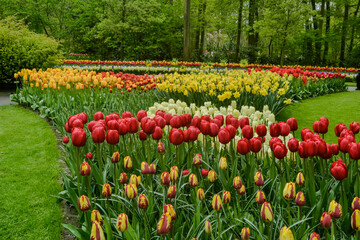 A carpet of tulips in the Keukenhof flower garden, Netherlands