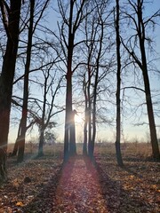 path in the forest