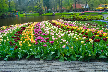 A carpet of tulips in the Keukenhof flower garden, Netherlands