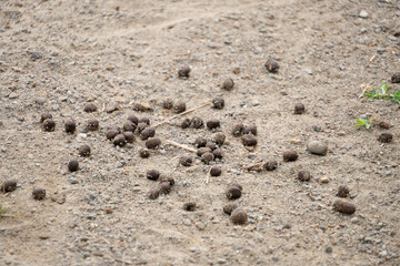 Fresh goat or sheep droppings lies on the ground. Concept for biology and natural organic fertilizer