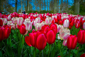 A carpet of tulips in the Keukenhof flower garden, Netherlands