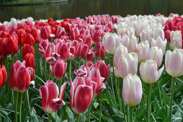 A carpet of tulips in the Keukenhof flower garden, Netherlands