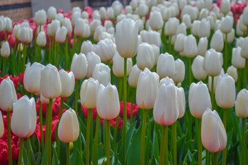 A carpet of tulips in the Keukenhof flower garden, Netherlands