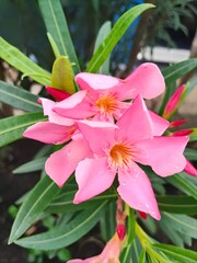 Pink flowers blooming beside the fence
