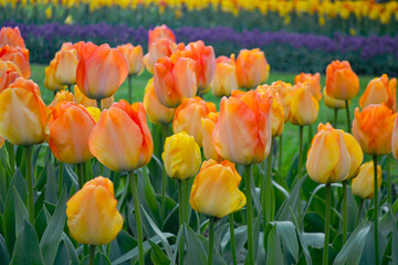 A carpet of tulips in the Keukenhof flower garden, Netherlands