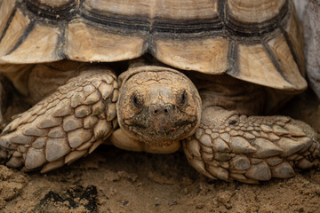 Close-up photo of Sulcata tortoise or African spurred tortoise (Centrochelys sulcata) walking...