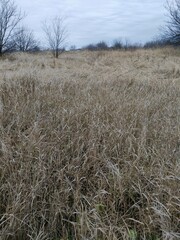 Fototapeta premium winter landscape with a tree
