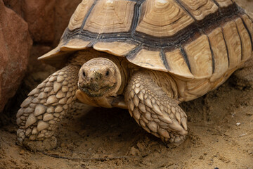 Close-up photo of Sulcata tortoise or African spurred tortoise (Centrochelys sulcata) walking...
