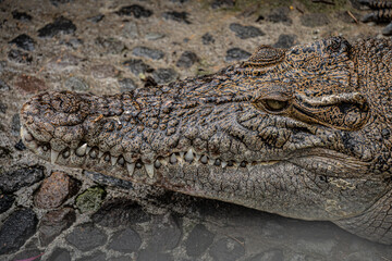 Close-up photo of The saltwater crocodile (Crocodylus porosus) head with sharp teeth and textured...