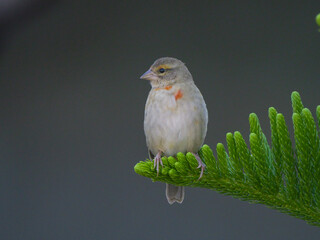 Foudia bird of Mauritius perching on sapling tree 
