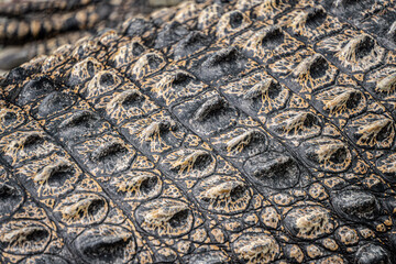 Close-up photo of The saltwater crocodile (Crocodylus porosus) back with textured hard scales....