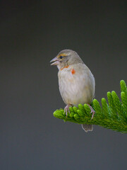 Foudia bird of Mauritius perching on tree
