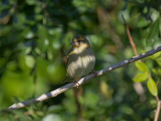 Fody bird of Mauritius perching in natural environment 